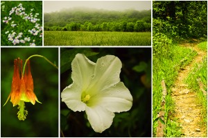 Spring Photo