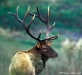 wildlife_web-31
